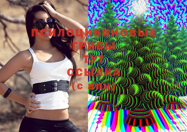 СК Вязьма